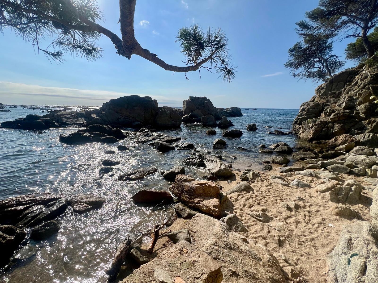 Côte et pins méditerranéens